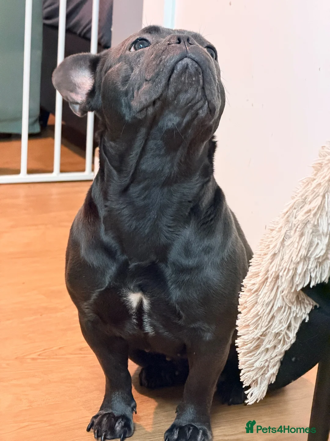 French Bulldog dogs for sale: Brooklyn Is Looking for Her Loving Forever Home 🐾 - Advert 4