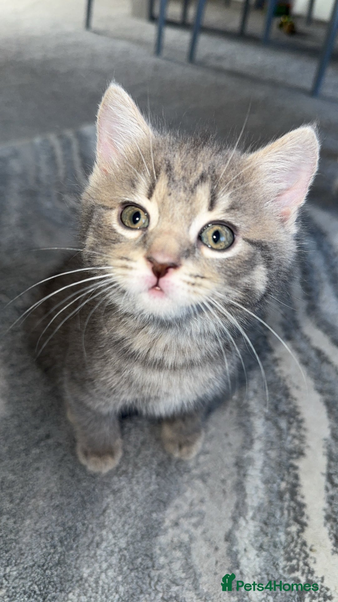 Mixed Breed cats for sale: Beautiful mix breed kittens - Image 10