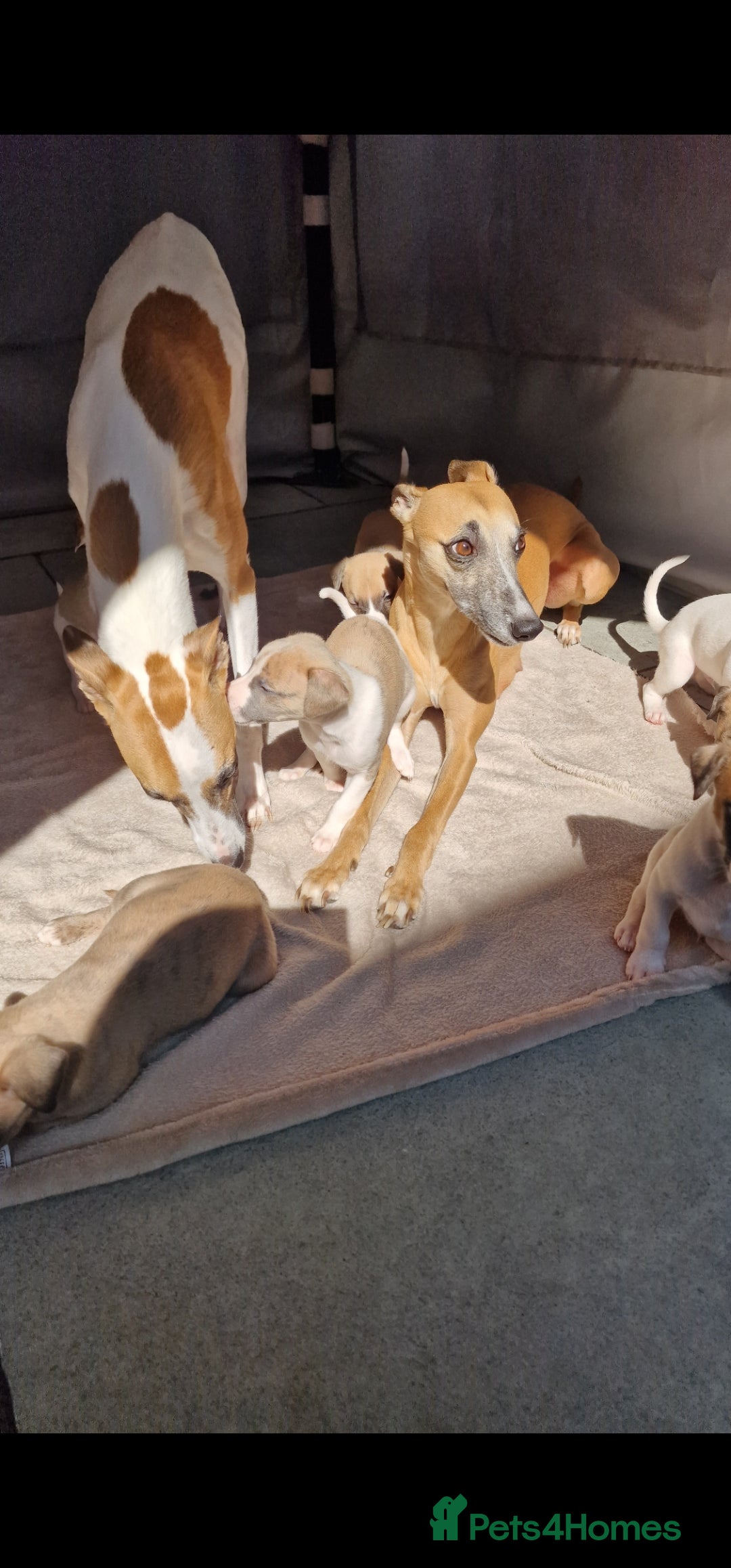 Gallery Image {{count}}