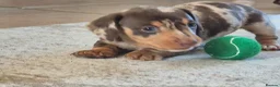 Miniature Dachshund dogs for sale: 4 stunning miniature dachshund pups - Advert 15