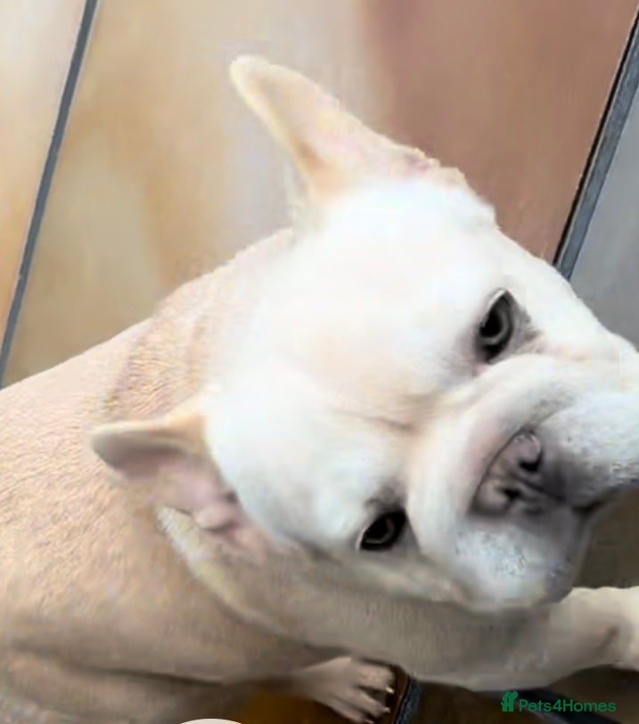 French Bulldog dogs French Bulldog male - Advert 9