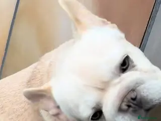 French Bulldog dogs French Bulldog male - Advert 5