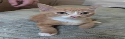 Mixed Breed cats for sale: Three male kittens - Advert 4