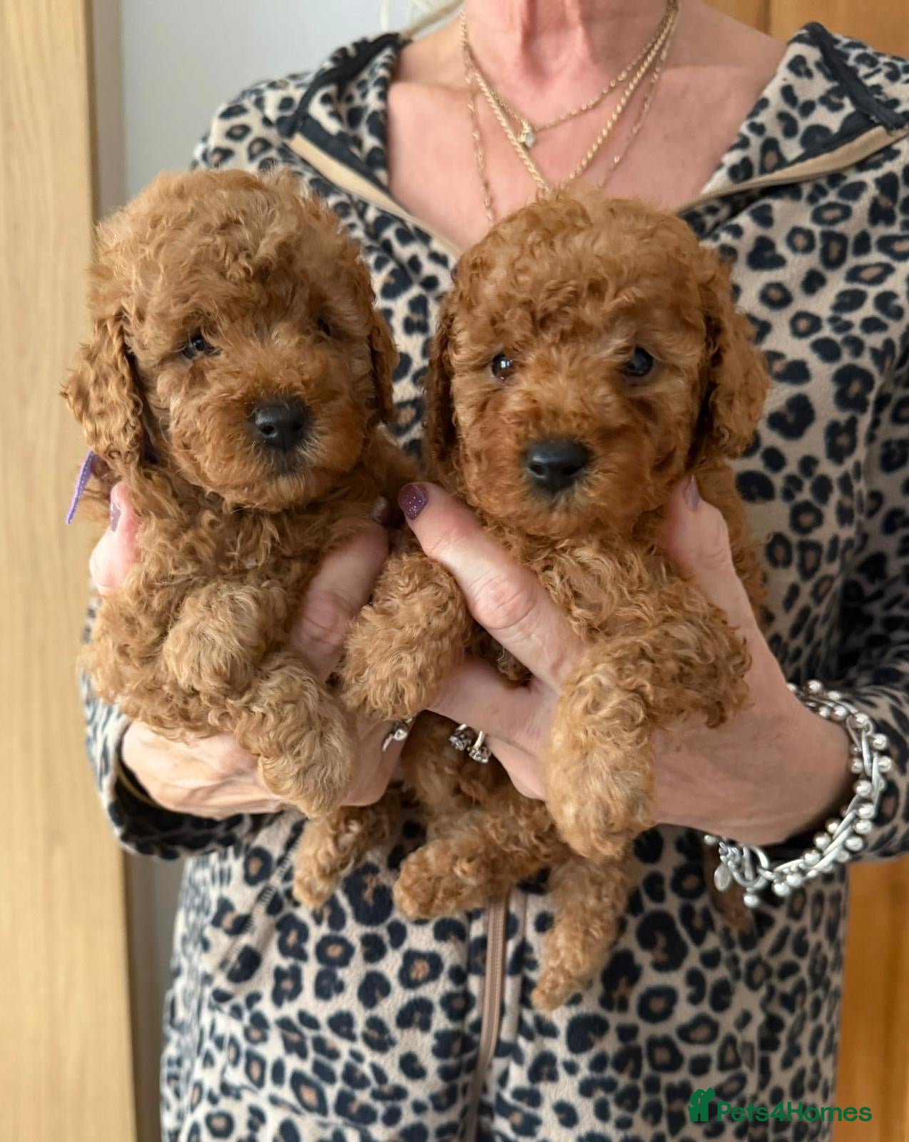 Cavapoo dogs Teddy bear F1b toy cavapoos only 2 red girls left  - Advert 13