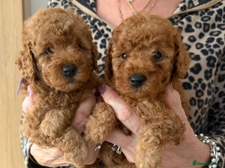 Cavapoo dogs Teddy bear F1b toy cavapoos only 2 red girls left - Advert 8