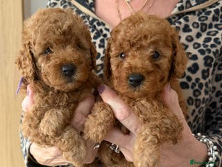 Cavapoo dogs Teddy bear F1b toy cavapoos only 1 red girl left - Advert 5