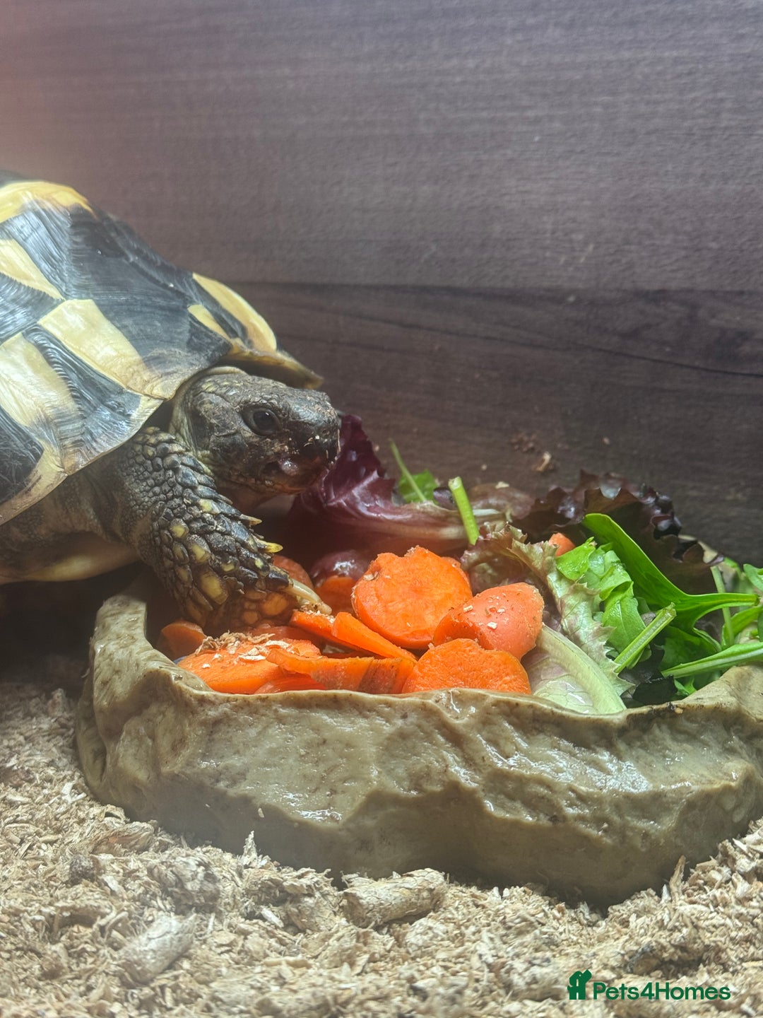 Hermann Tortoise reptiles for sale: Hermann’s with Full Setup (Certificate &Microchip) - Advert 10