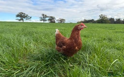 Chickens poultry for sale: Warrens Available  - Image 3