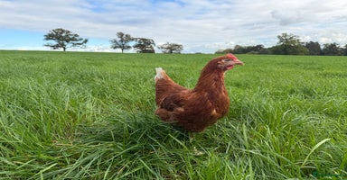 Chickens poultry - Advert 3