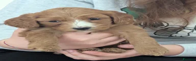 Cockapoo Puppy 3