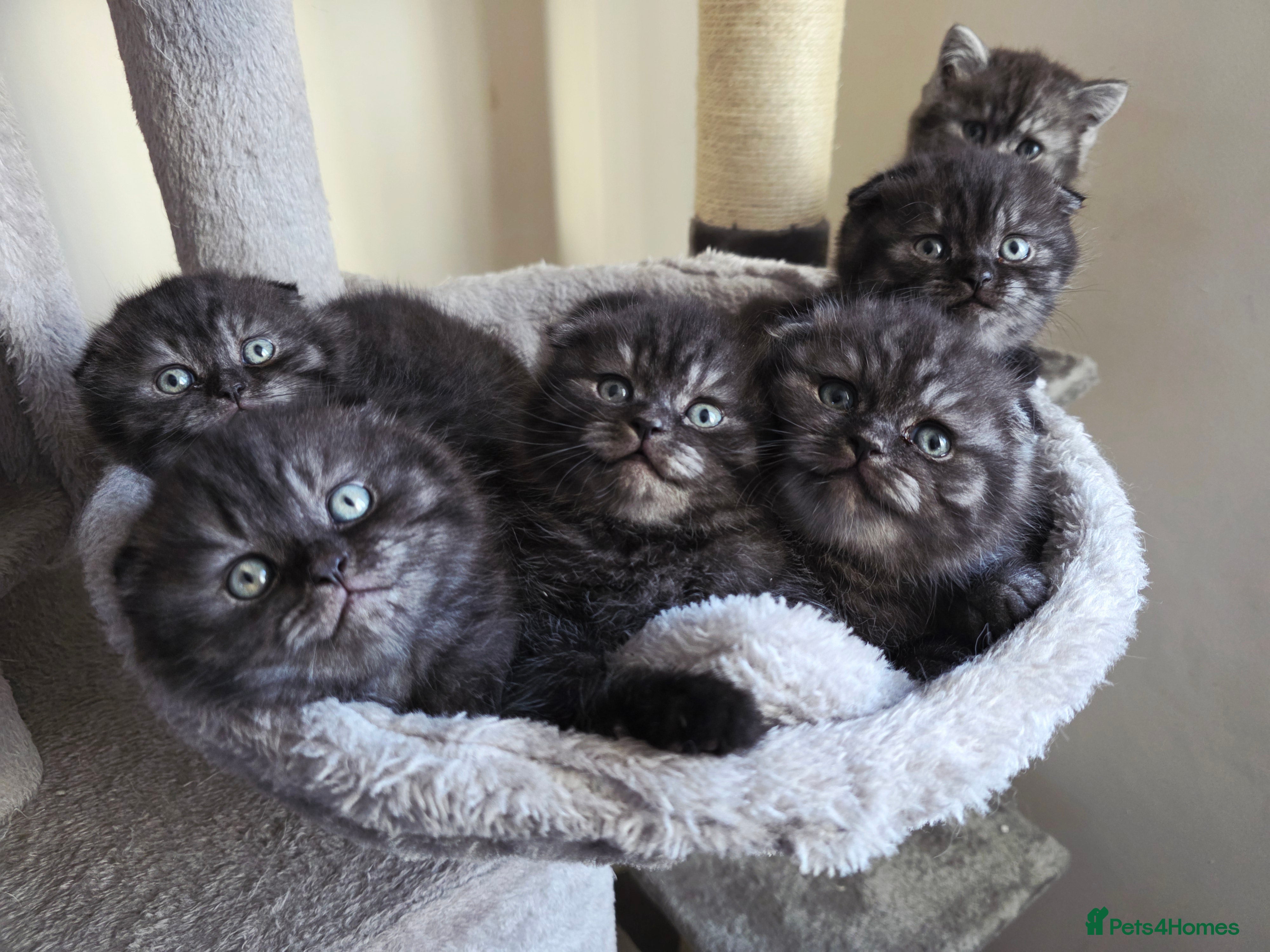 Scottish Fold cats Scotish fold ears kittens  - Advert 6