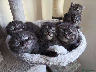 Scottish Fold cats Scotish fold ears kittens - Advert 3