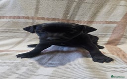 Mixed Breed dogs for sale: Patterdale/ fell terriers/ lakeland  - Image 20
