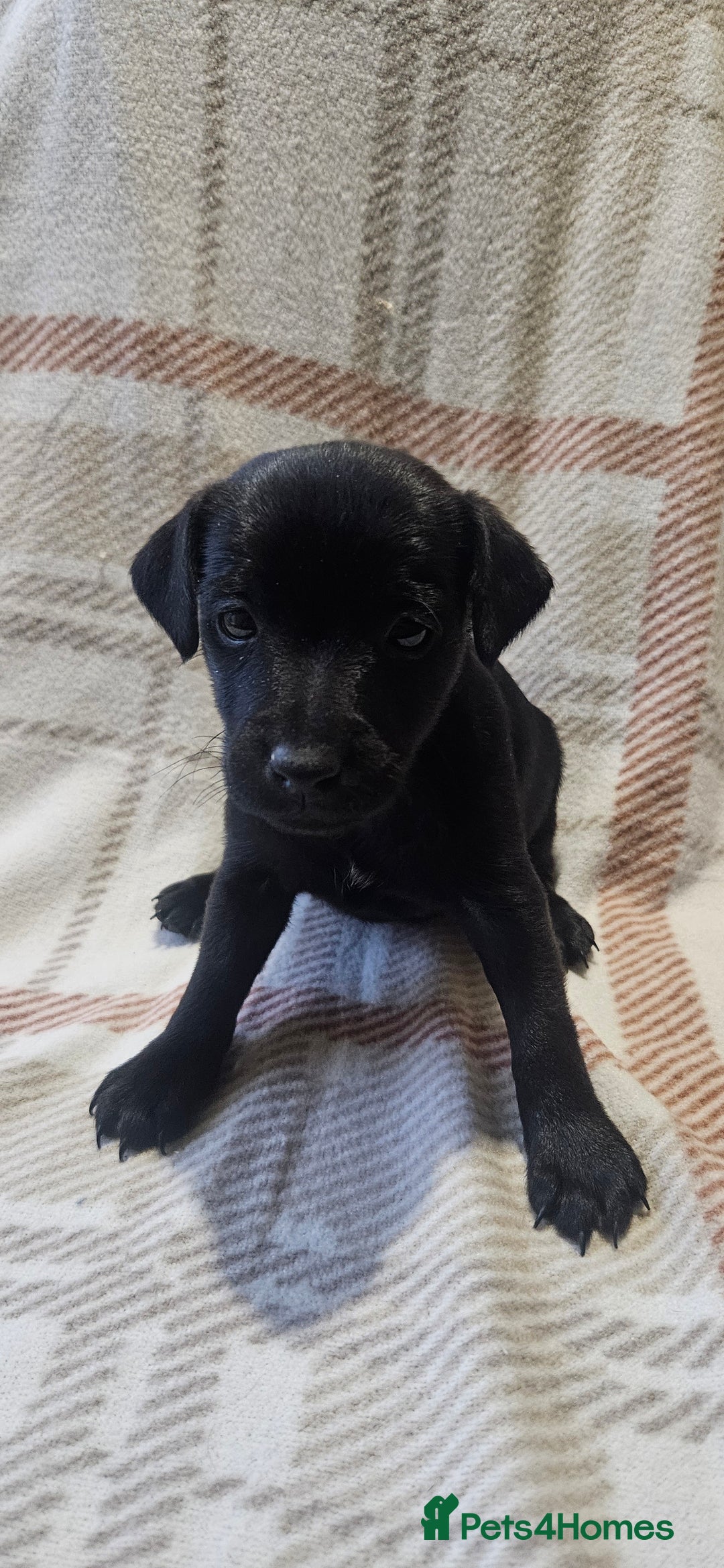Mixed Breed dogs for sale: Patterdale/ fell terriers/ lakeland  - Image 20