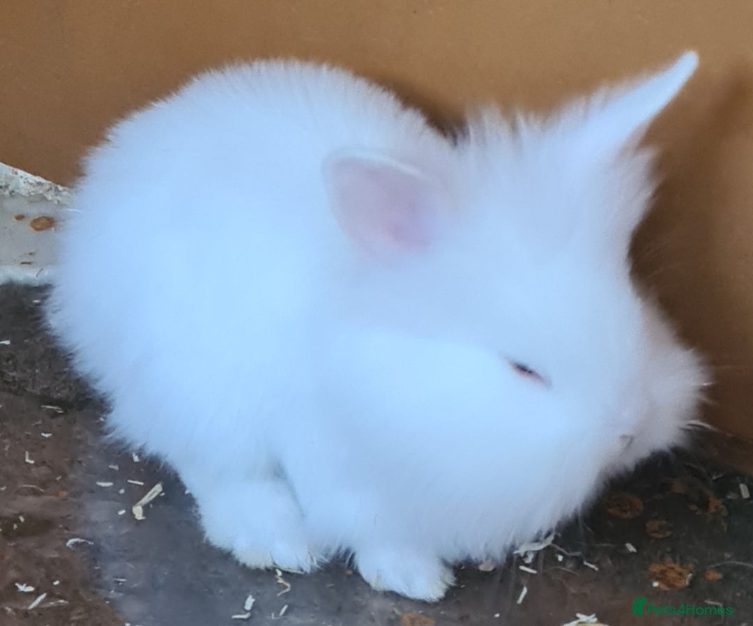 Mini Lion Lop rabbits for sale: 2 female mini lion lop - Image 7