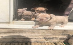 French Bulldog dogs for sale: FRENCH BULLDOGS  - Image 2