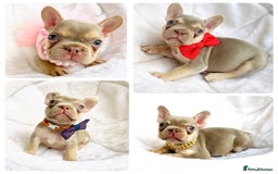 French Bulldog dogs for sale: NEWSHADE ISABELLA FRENCH BULLDOGS - Image 1