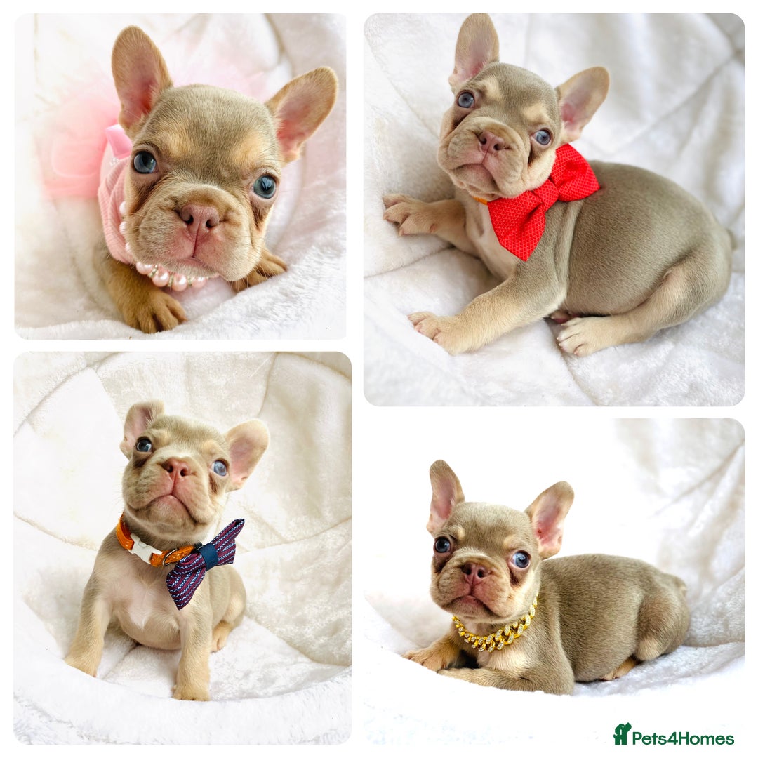 French Bulldog dogs for sale: NEWSHADE ISABELLA FRENCH BULLDOGS - Image 1