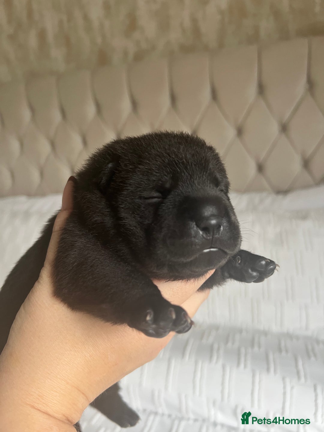 Mixed Breed dogs for sale: ChowPei Pups  - Advert 22