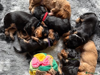 Cavalier King Charles Spaniel dogs KC Registered Cavalier King Charles, West Sussex - Advert 11