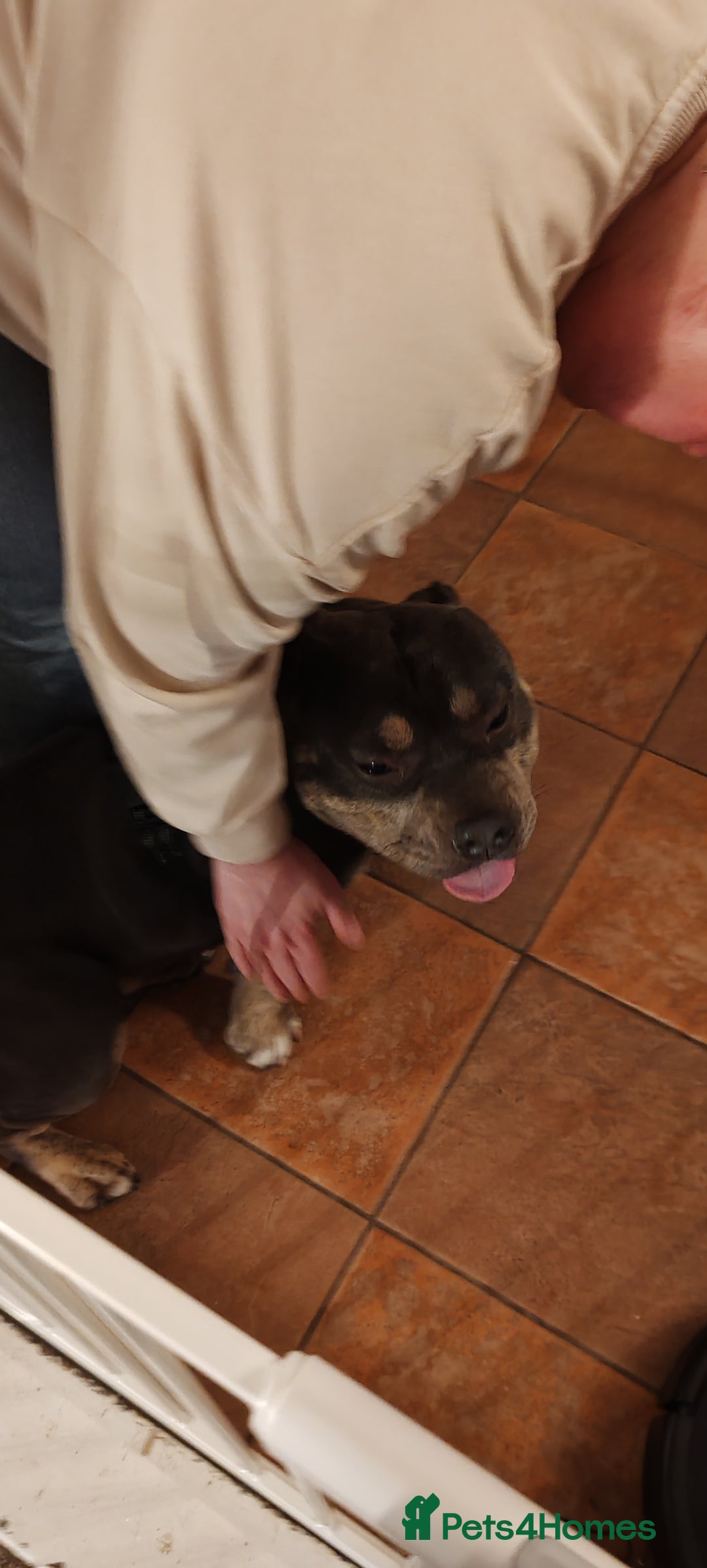 Mixed Breed dogs for sale: Male pocket bully.  - Advert 4