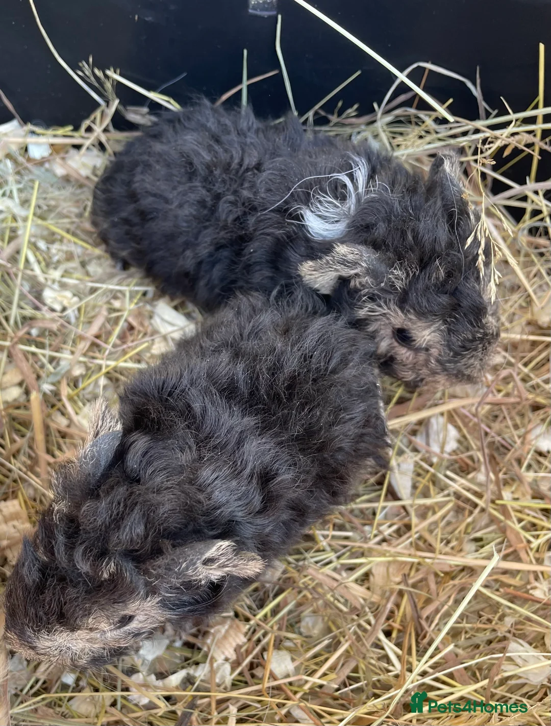 Guinea Pig rodents for sale: Pure bred Lunkarya guinea pigs   - Advert 1