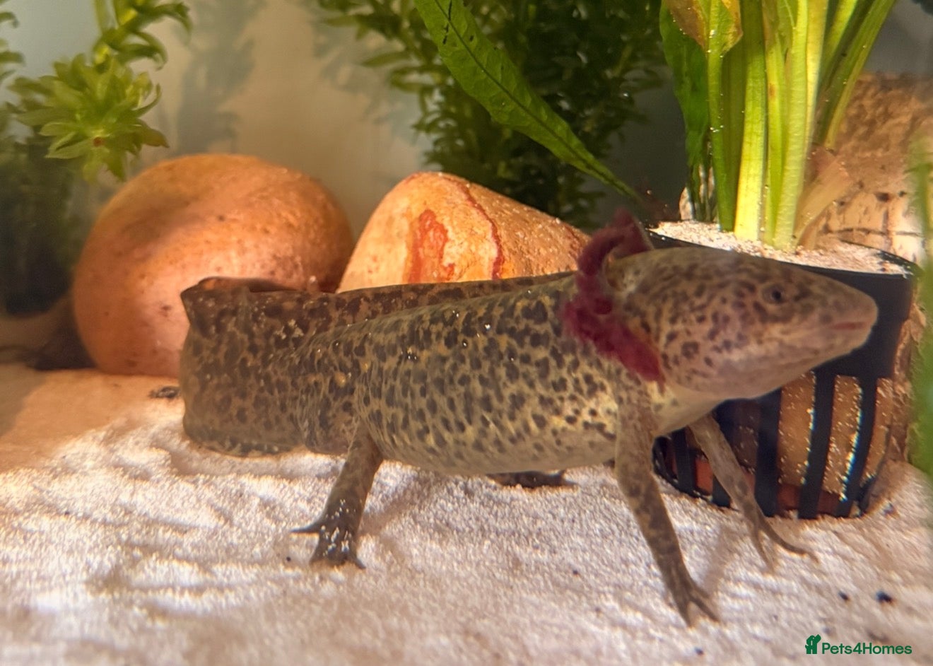 Axolotl reptiles Spud the axolotl - Advert 1