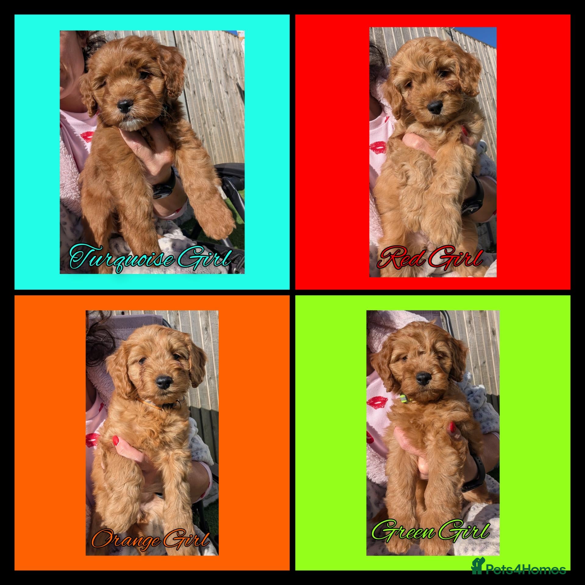 Cockapoo dogs READY NOW 4 x Red Cockapoo Girls For Sale - Advert 1