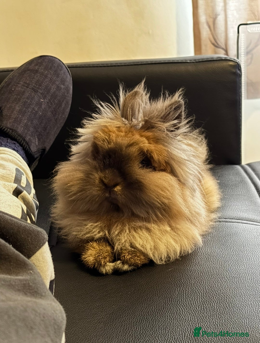 Lionhead rabbits for sale: Male Lionhead Rabbit Looking for loving home - Advert 1