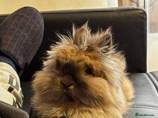 Lionhead rabbits Male Lionhead Rabbit Looking for loving home - Advert 2
