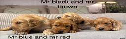 Goldendoodle dogs for sale: HEREDITARY HEALTH TESTED MUM. DNA TESTED DAD - Advert 21