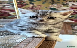 British Shorthair cats for sale: British Shorthair Stunning Kittens - Image 4