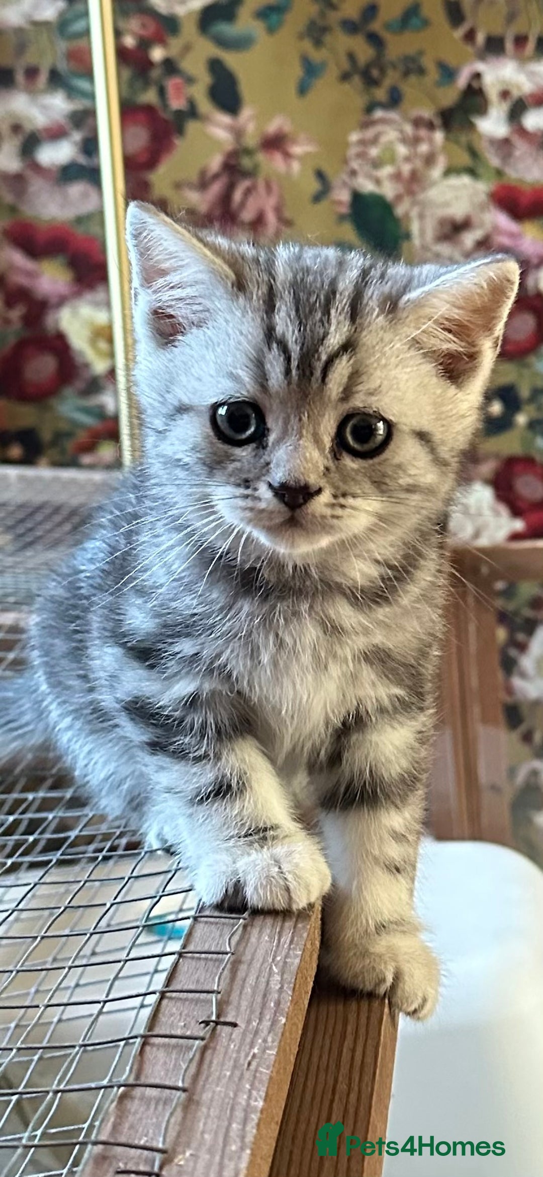 British Shorthair cats for sale: British Shorthair Stunning Kittens - Image 4