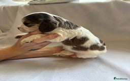Cocker Spaniel dogs for sale: Cocker spaniel pups - Image 20