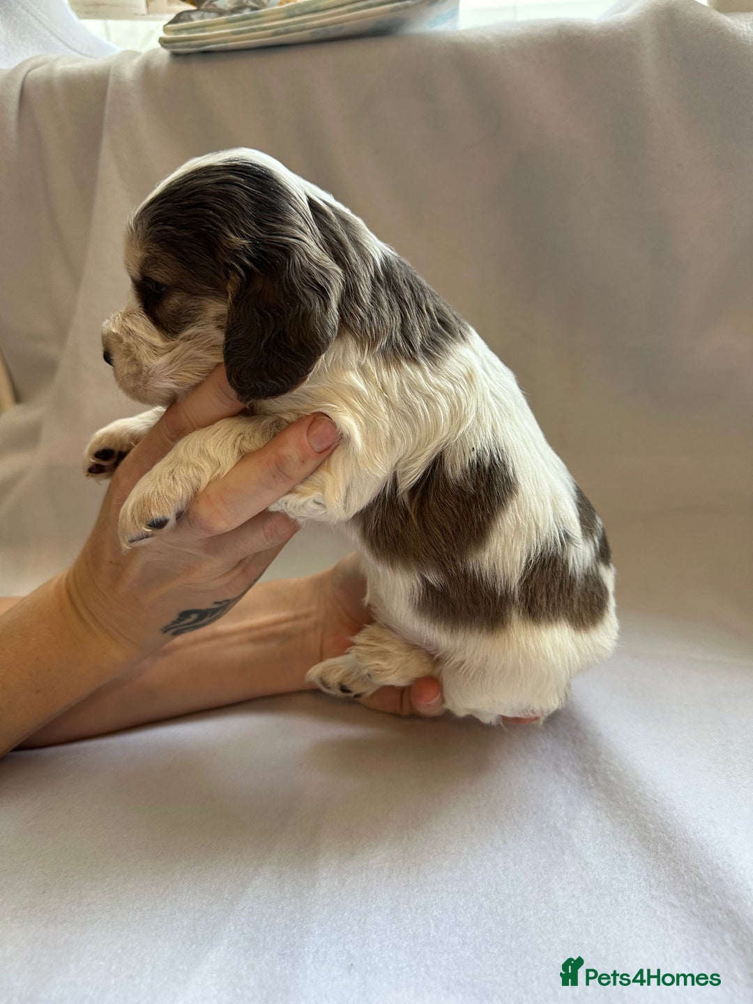 Cocker Spaniel dogs for sale: Cocker spaniel pups - Image 20