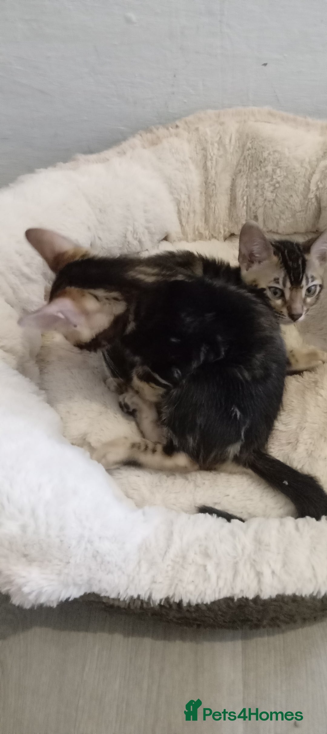 Bengal cats for sale: Pedigree Bengal Kittens - Image 20