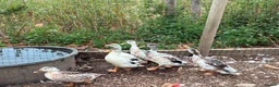 Ducks poultry for sale: Appleyard Ducks – 2 Females & 3 Males in Telford - Advert 3