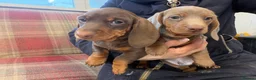 Miniature Dachshund dogs for sale: Mini dachshund 2 smooth boys available  - Advert 20