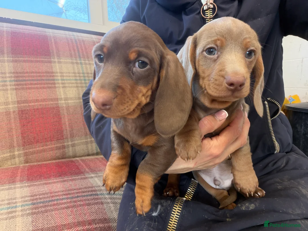 Miniature Dachshund dogs for sale: Mini dachshund 2 smooth boys available  - Advert 20
