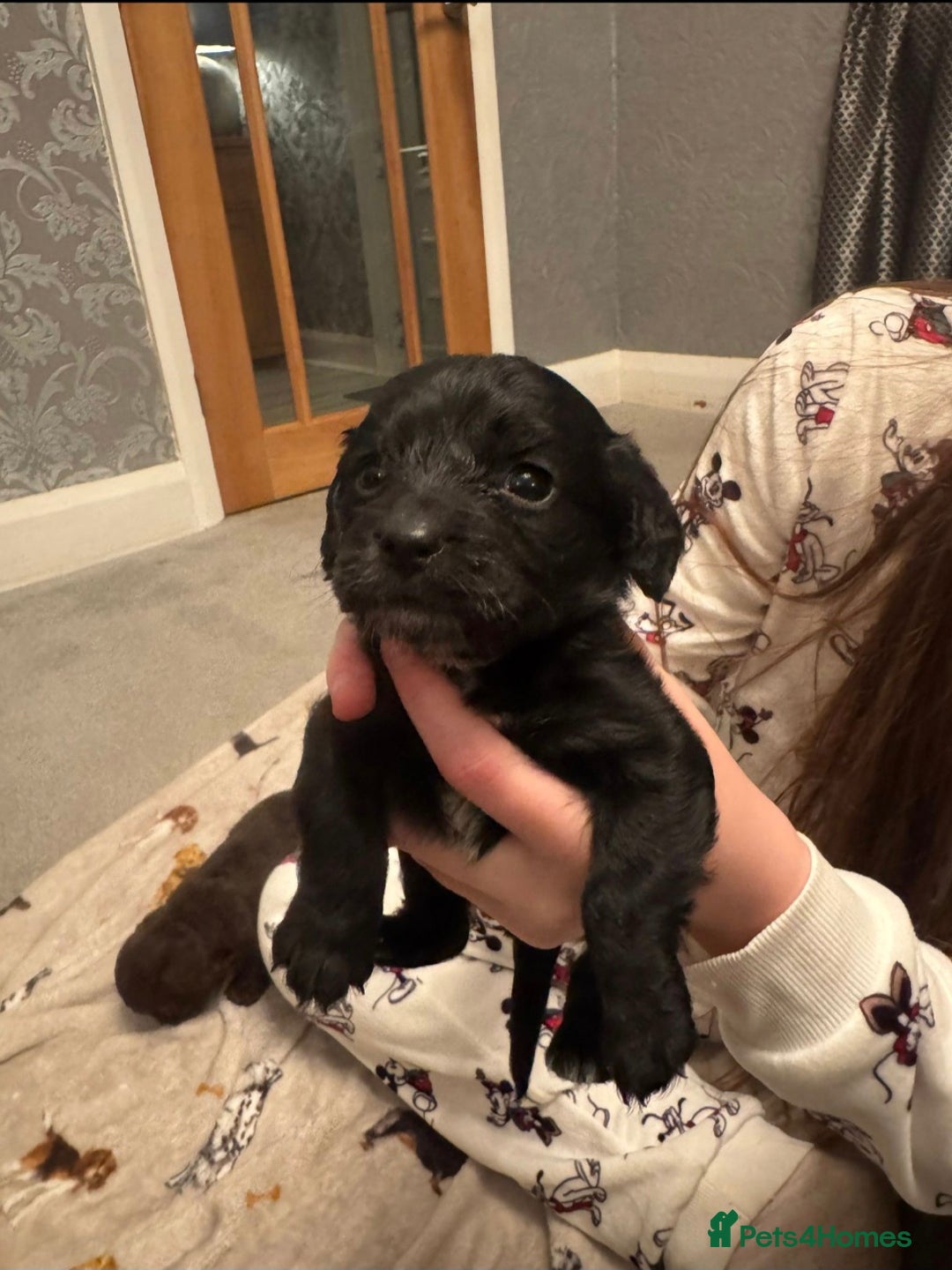 Cockapoo dogs for sale: F2 cockapoo - Advert 3