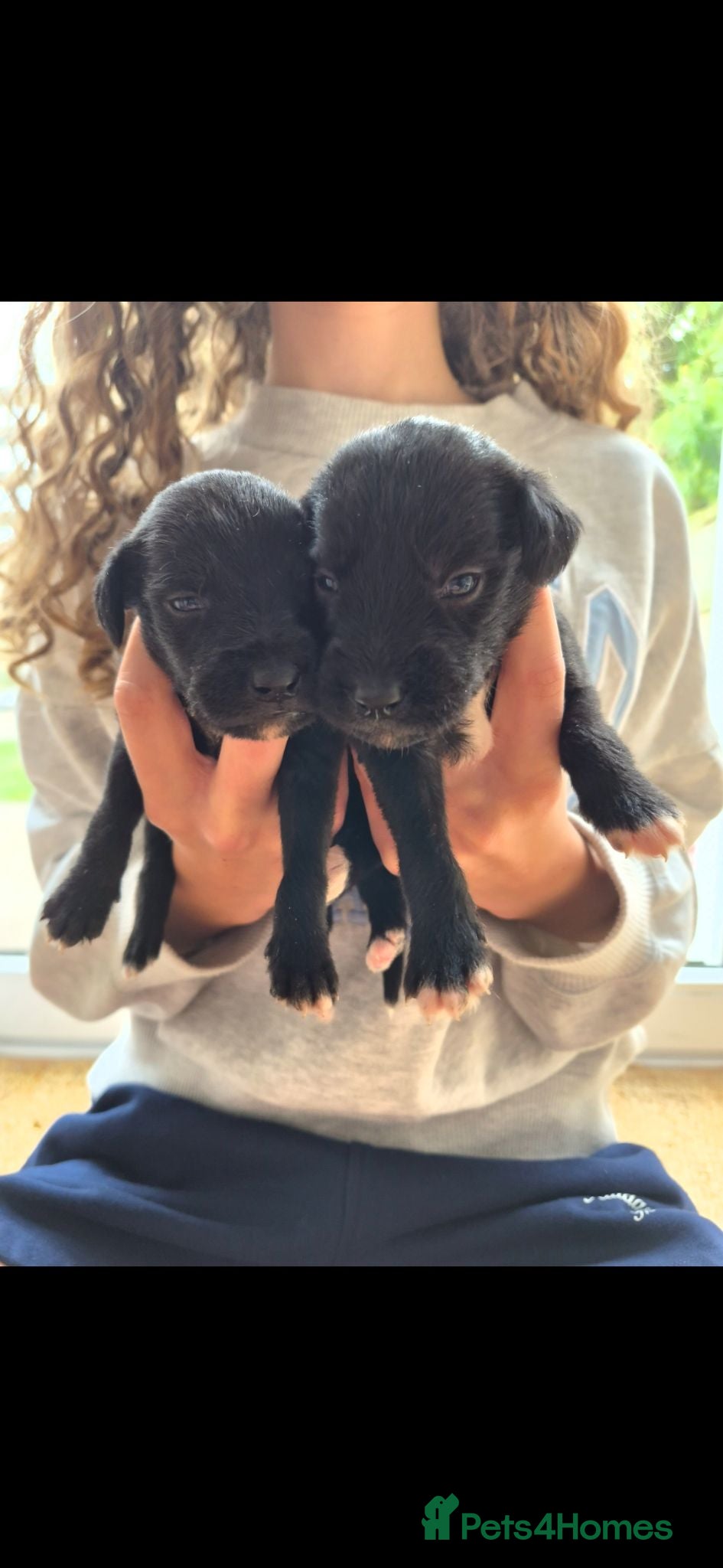 Mixed Breed dogs Bedlington x whippet pups first cross  - Advert 22