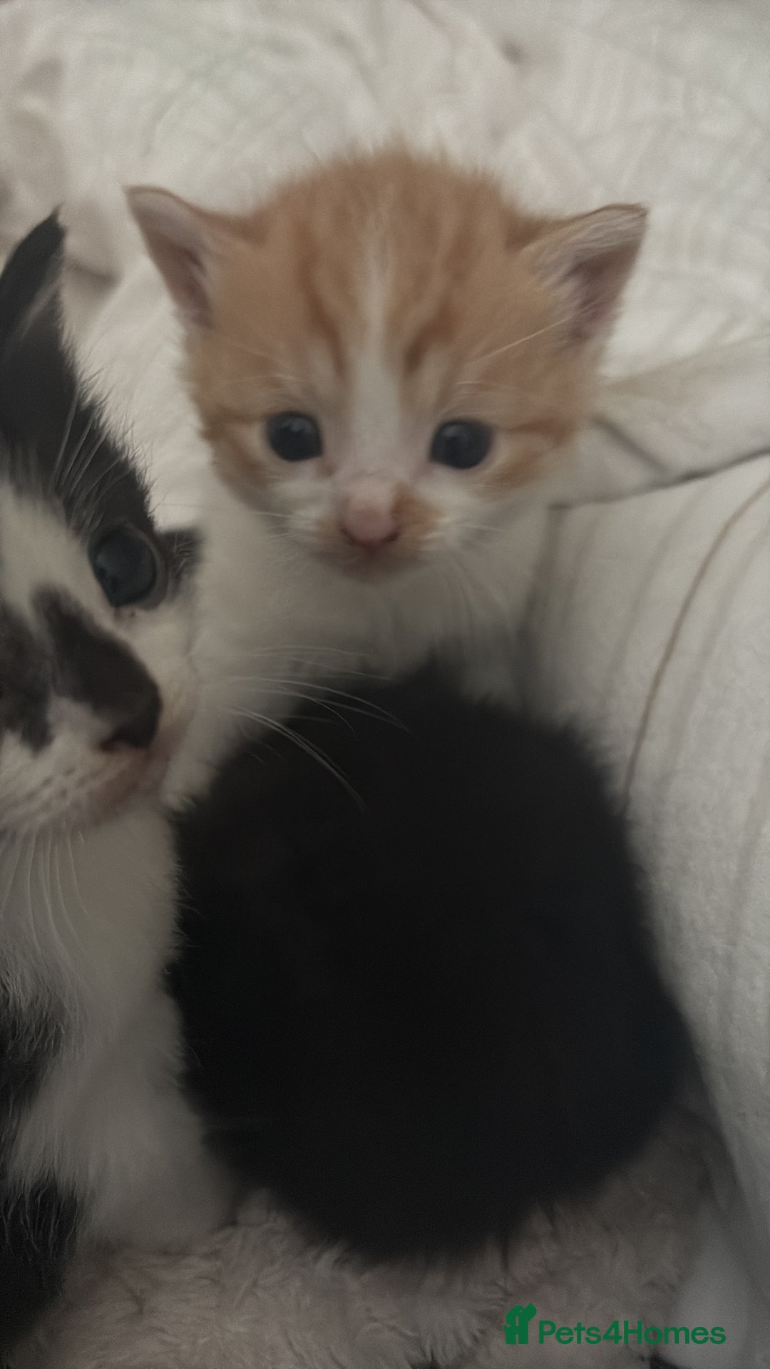 British Shorthair cats for sale: Beautiful kittens 3 girls 1 boy  - Advert 22