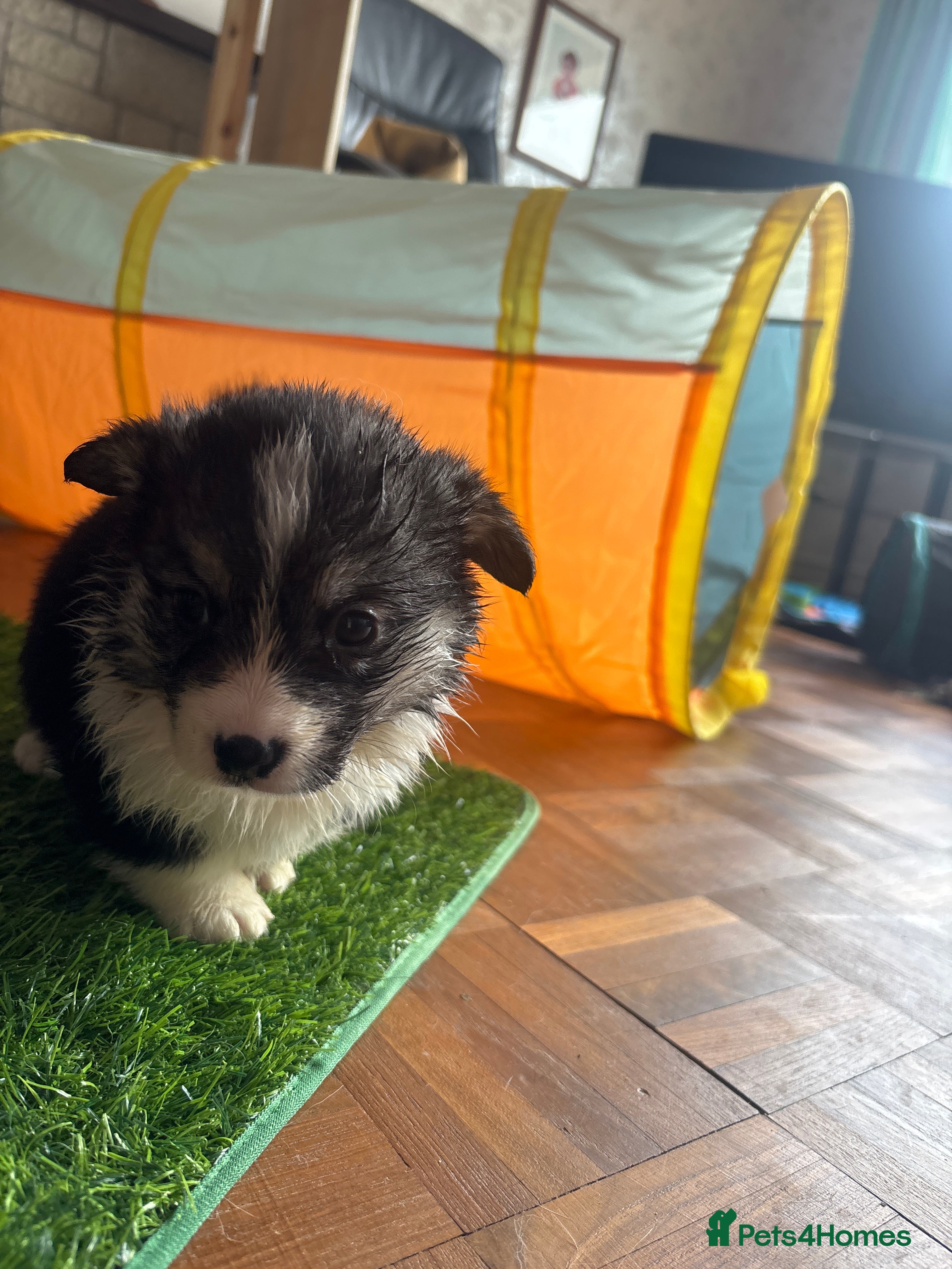 Welsh Corgi Pembroke Puppy 7 orange collar