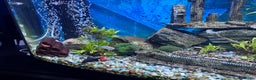 Sharks fish for sale: Tropical Fish free for adoption - Advert 3