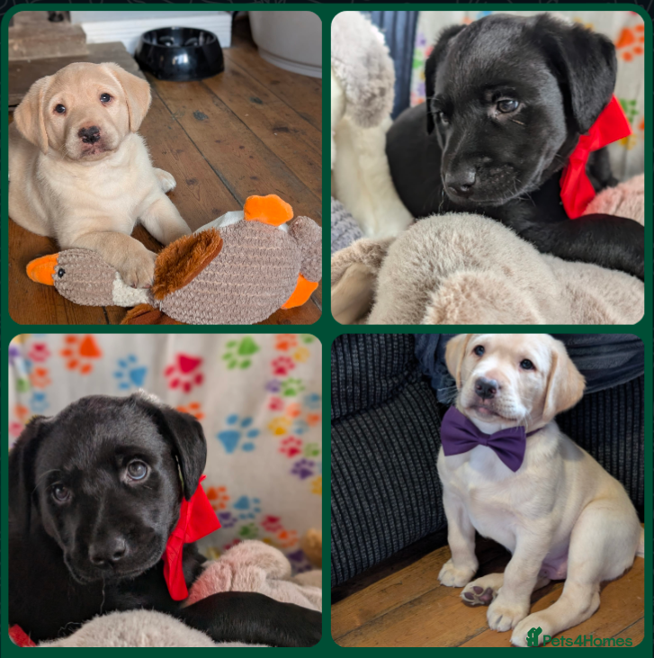 Labrador Retriever dogs Gorgeous Labrador puppies from good working lines  - Advert 4