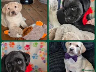 Labrador Retriever dogs Gorgeous Labrador puppies from good working lines - Advert 4