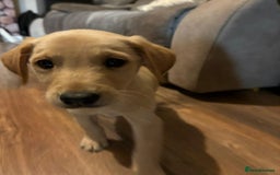 Goldador dogs for sale: Goldador Girl LAST ONE - Image 2