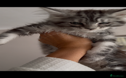 Maine Coon cats for sale: Outstanding pedigree kittens - Image 20