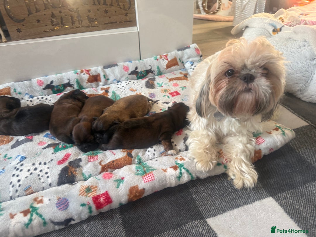 Shih Tzu dogs for sale: Gorgeous Shih Tzu Babies, ready from 14 Febuary.  - Advert 1