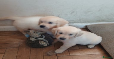 Golden Retriever dogs - Advert 5